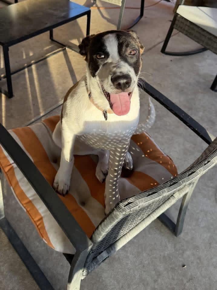 Enlarge Rosie , a Adoptable mixed breed in Cheektowaga, NY image 2/6