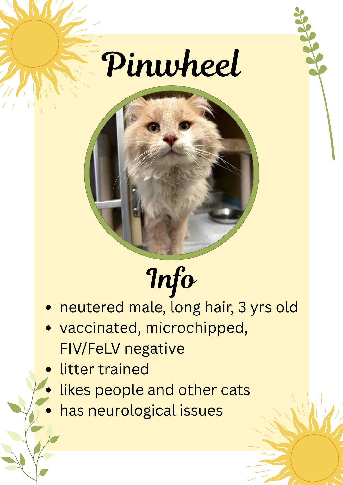 Pinwheel, ADOPTABLE, Adult Male Domestic Long Hair.