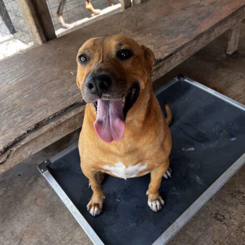 Cinnamon, Adoptable, Adult Female Labrador Retriever & Mixed Breed.