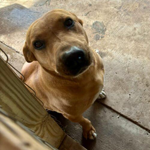 Enlarge Cinnamon, a Adoptable mixed breed in Sullivan City, TX image 2/6