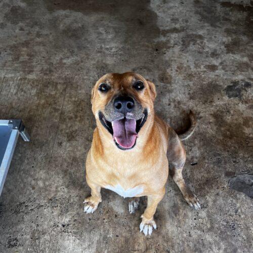Enlarge Cinnamon, a Adoptable mixed breed in Sullivan City, TX image 3/6