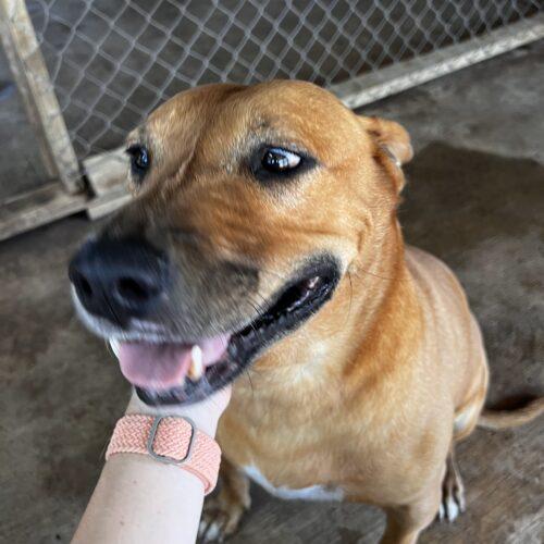 Enlarge Cinnamon, a Adoptable mixed breed in Sullivan City, TX image 4/6