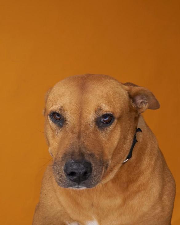 Enlarge Cinnamon, a Adoptable mixed breed in Sullivan City, TX image 5/6