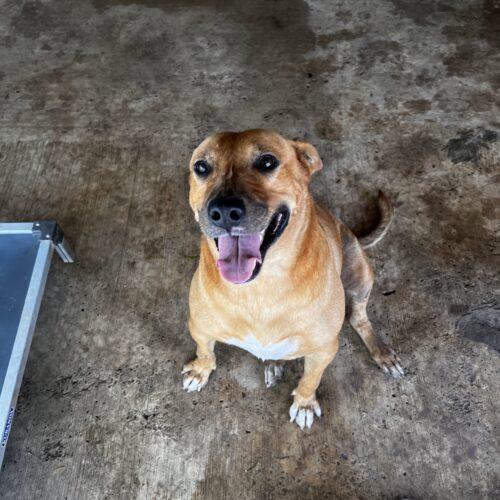 Enlarge Cinnamon, a Adoptable mixed breed in Sullivan City, TX image 6/6