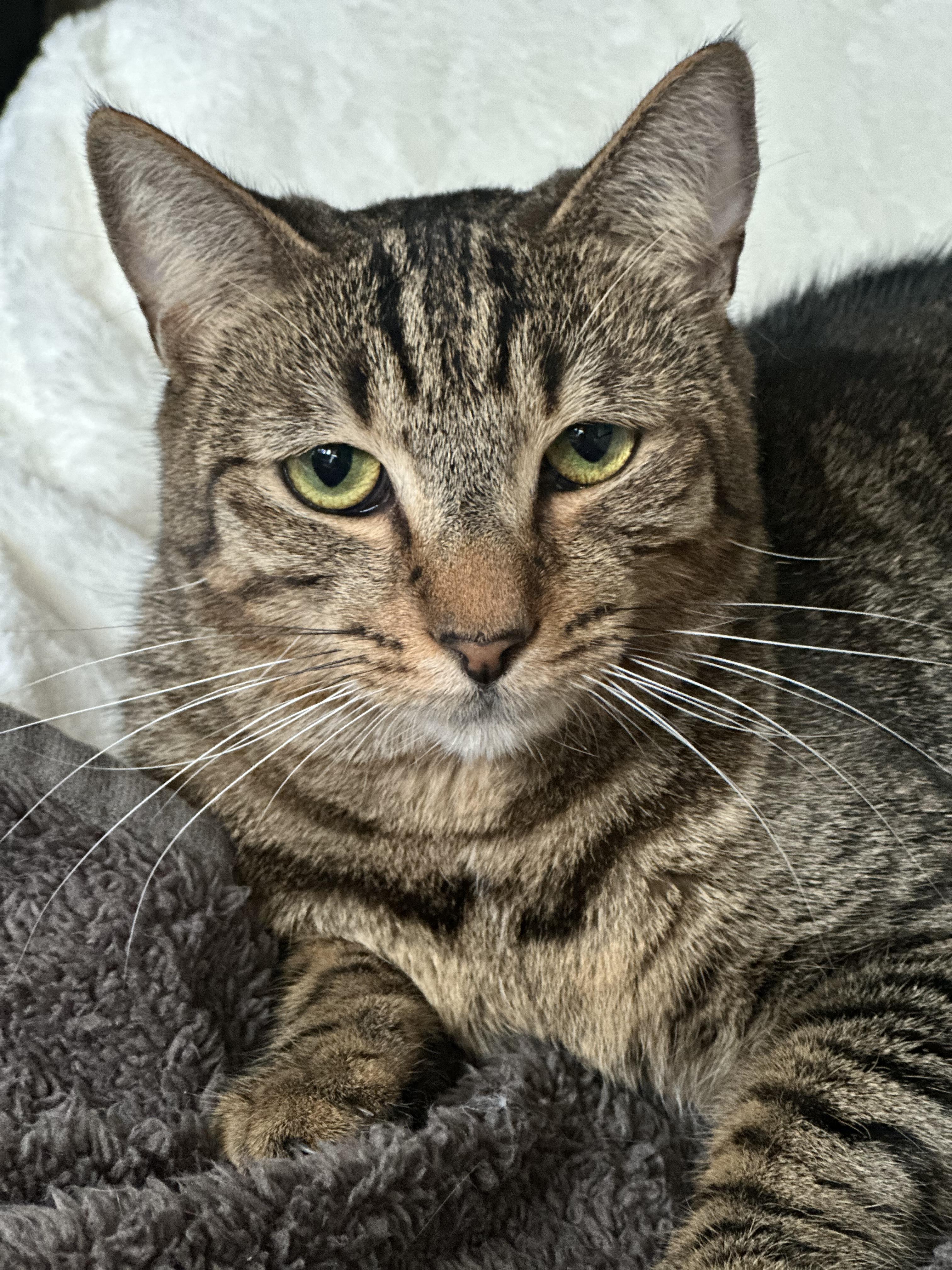 Phoebe, a Adoptable Domestic Short Hair in Jacksonville, FL image 5/6