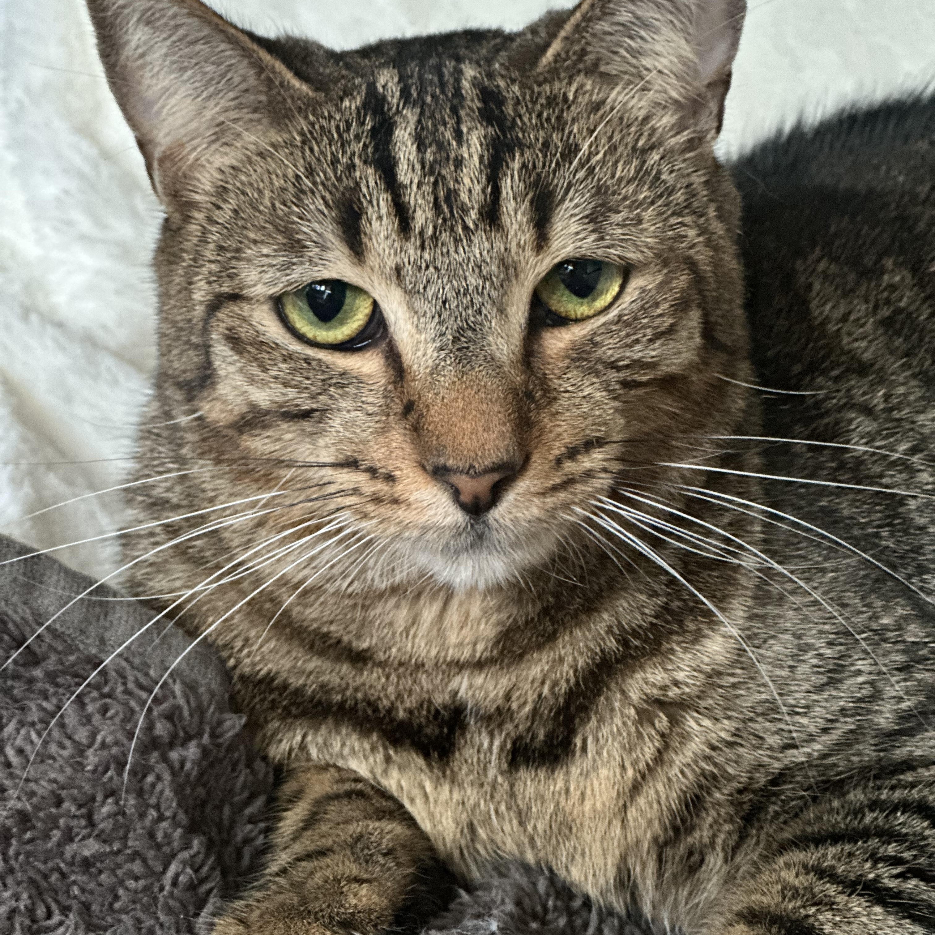 Enlarge Phoebe, a Adoptable Domestic Short Hair in Jacksonville, FL image 5/6