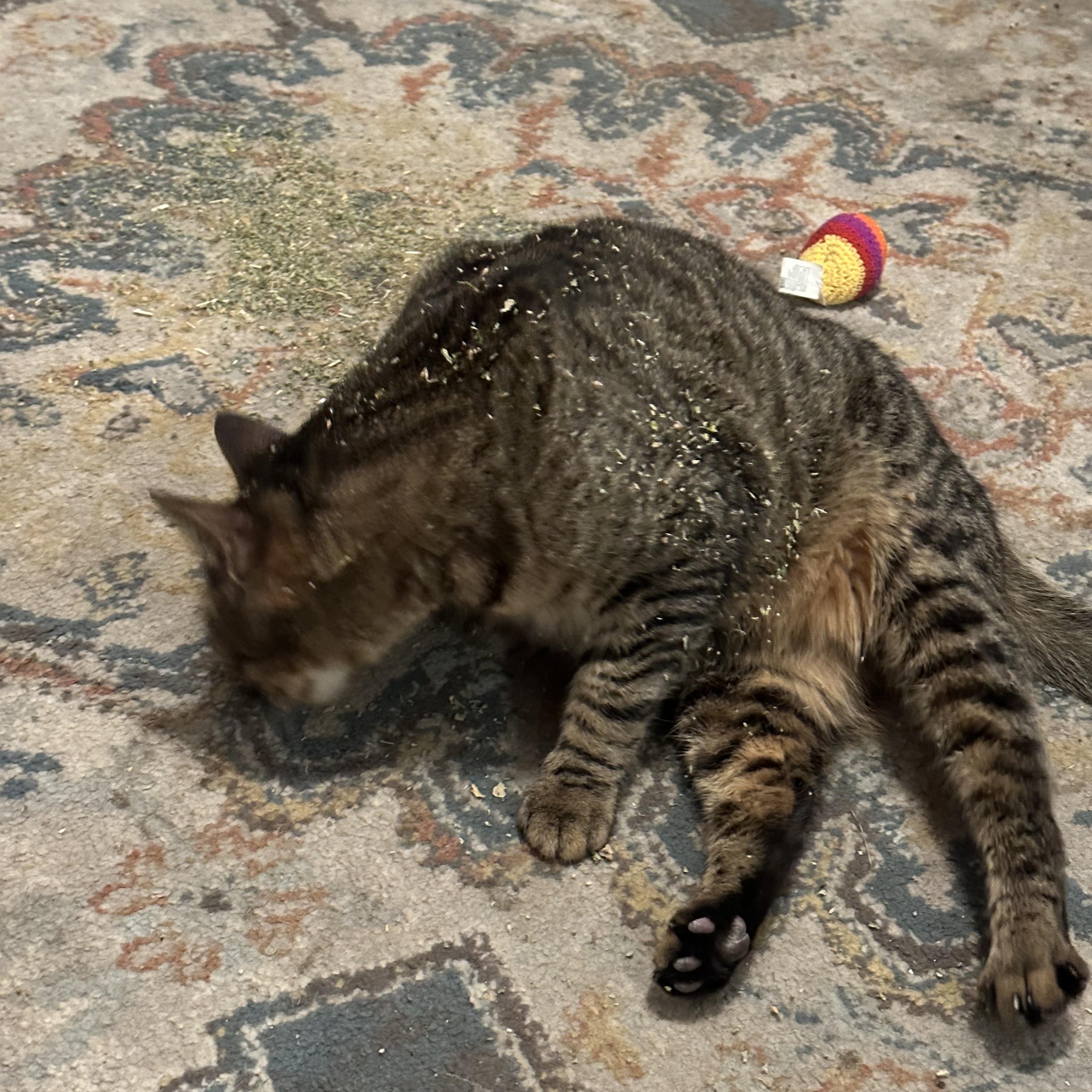 Phoebe, a Adoptable Domestic Short Hair in Jacksonville, FL image 4/6