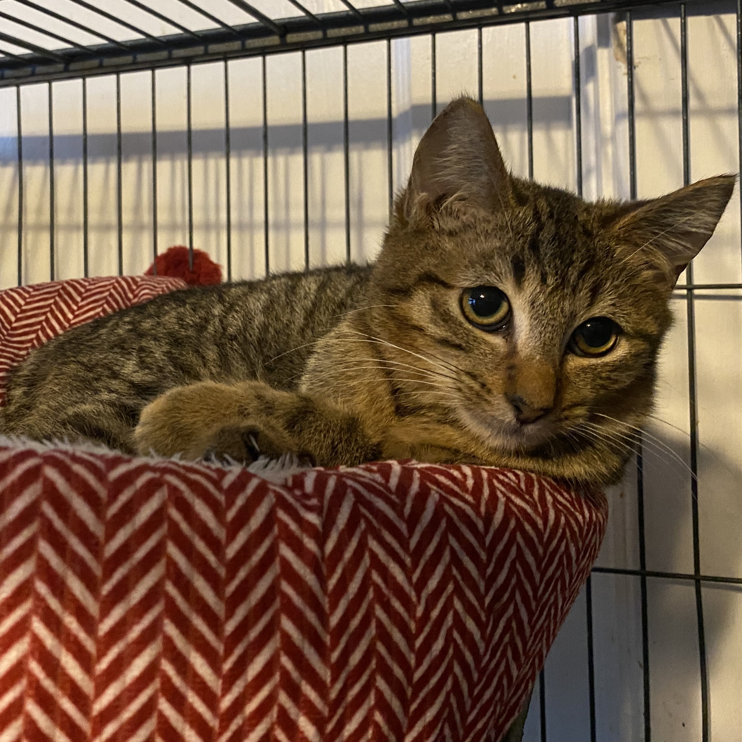 Phoebe, a Adoptable Domestic Short Hair in Jacksonville, FL image 2/6