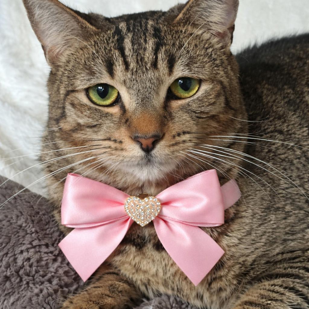 Phoebe, Adoptable, Adult Female Domestic Short Hair.