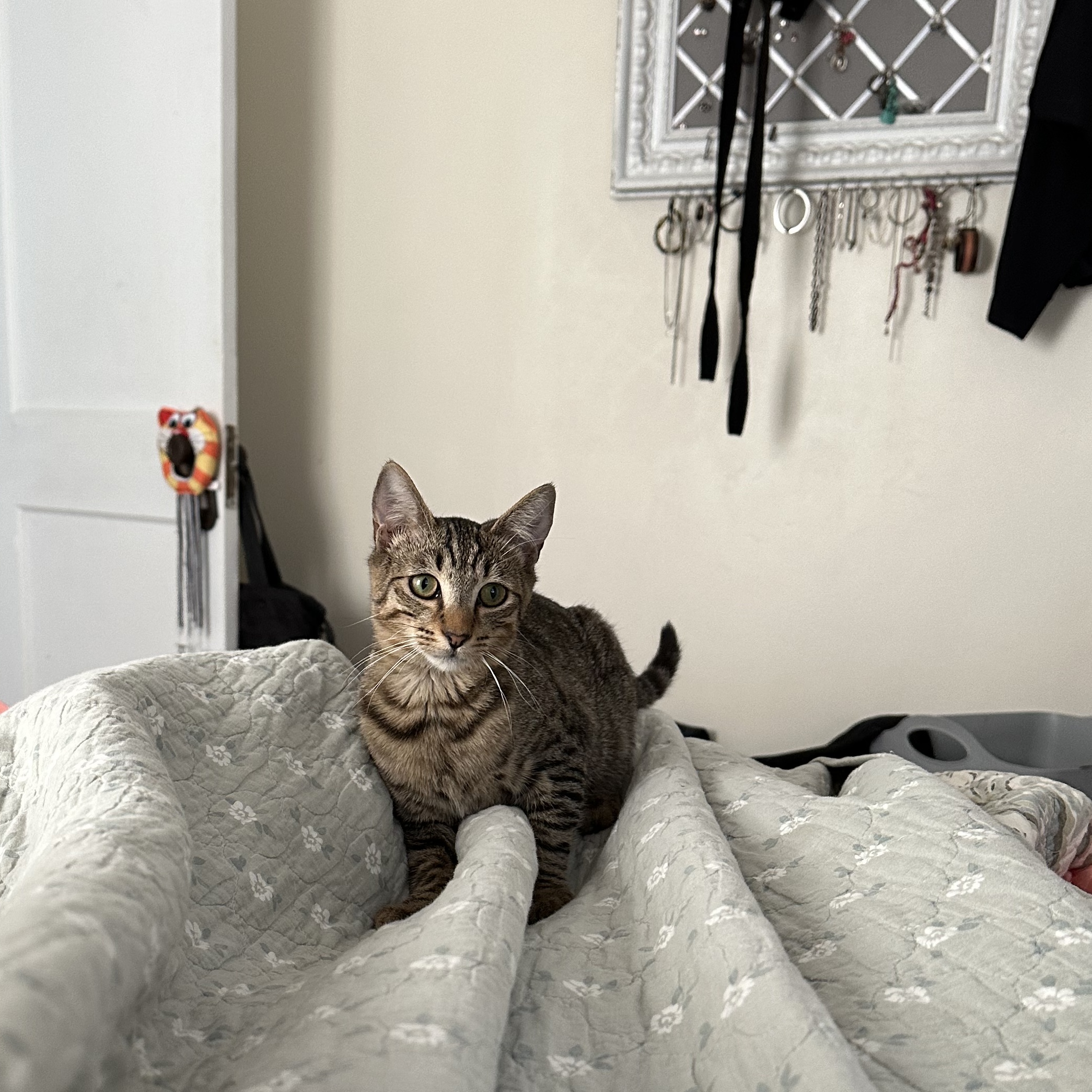 Phoebe, a Adoptable Domestic Short Hair in Jacksonville, FL image 3/6