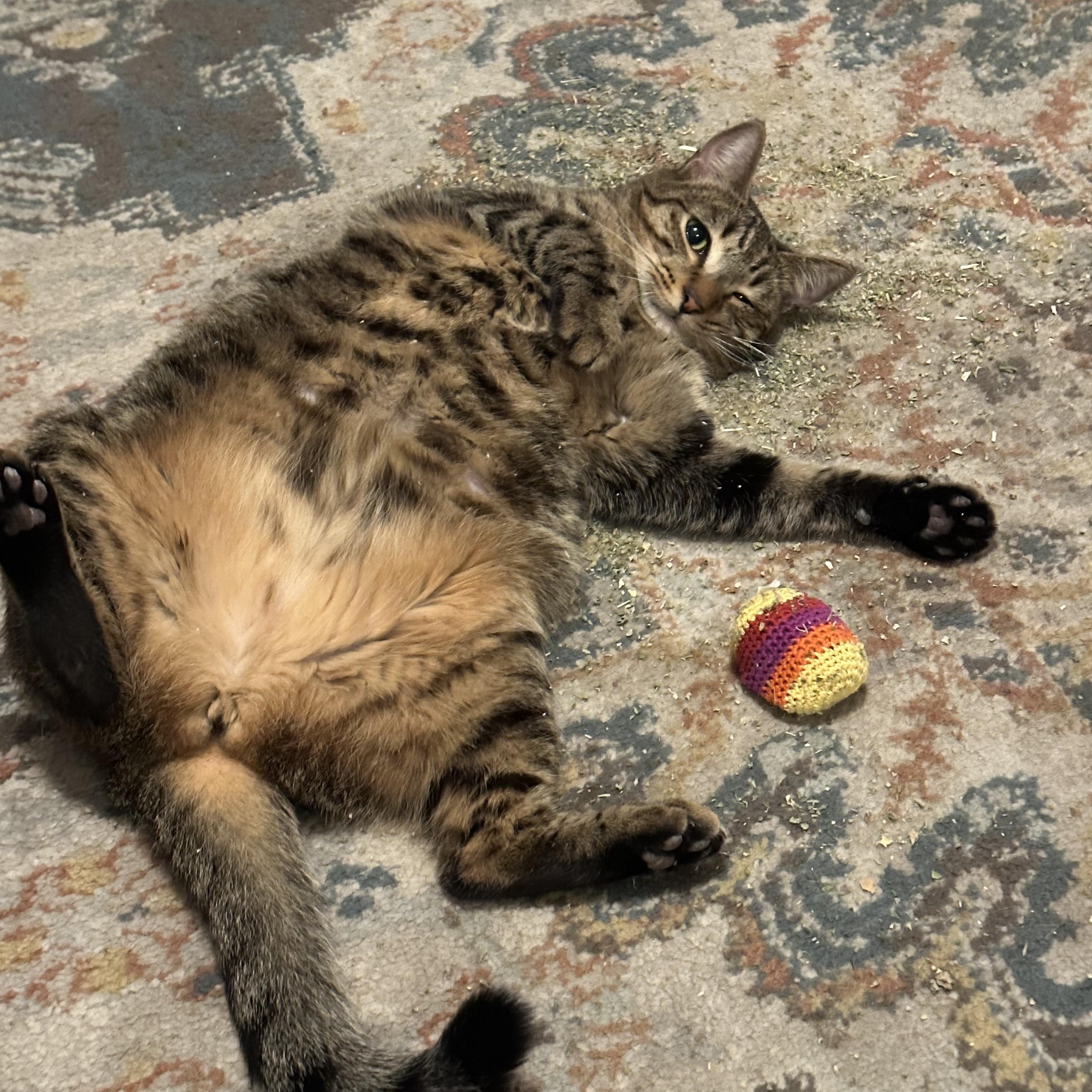 Phoebe, a Adoptable Domestic Short Hair in Jacksonville, FL image 6/6