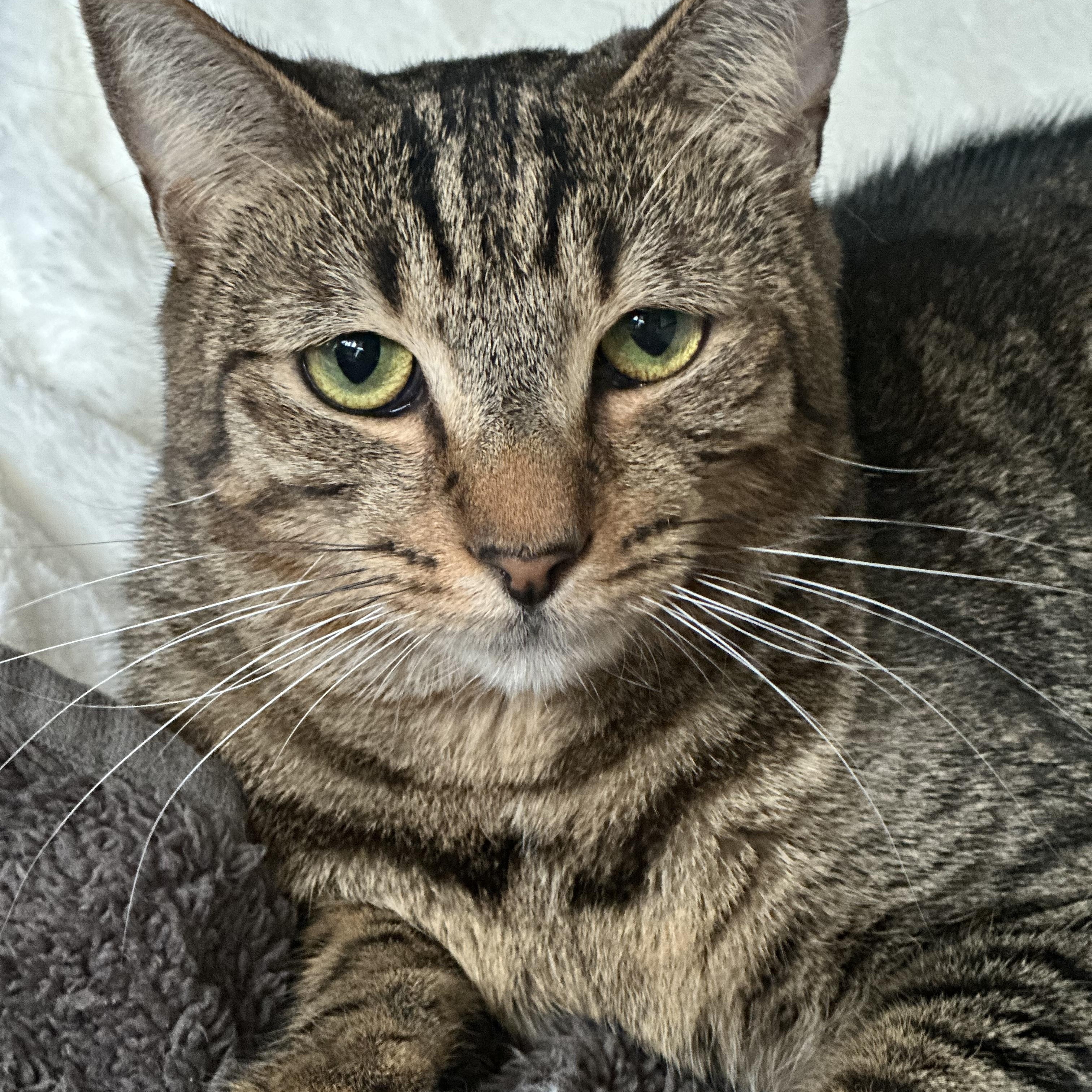 Phoebe, a Adoptable Domestic Short Hair in Jacksonville, FL image 1/6