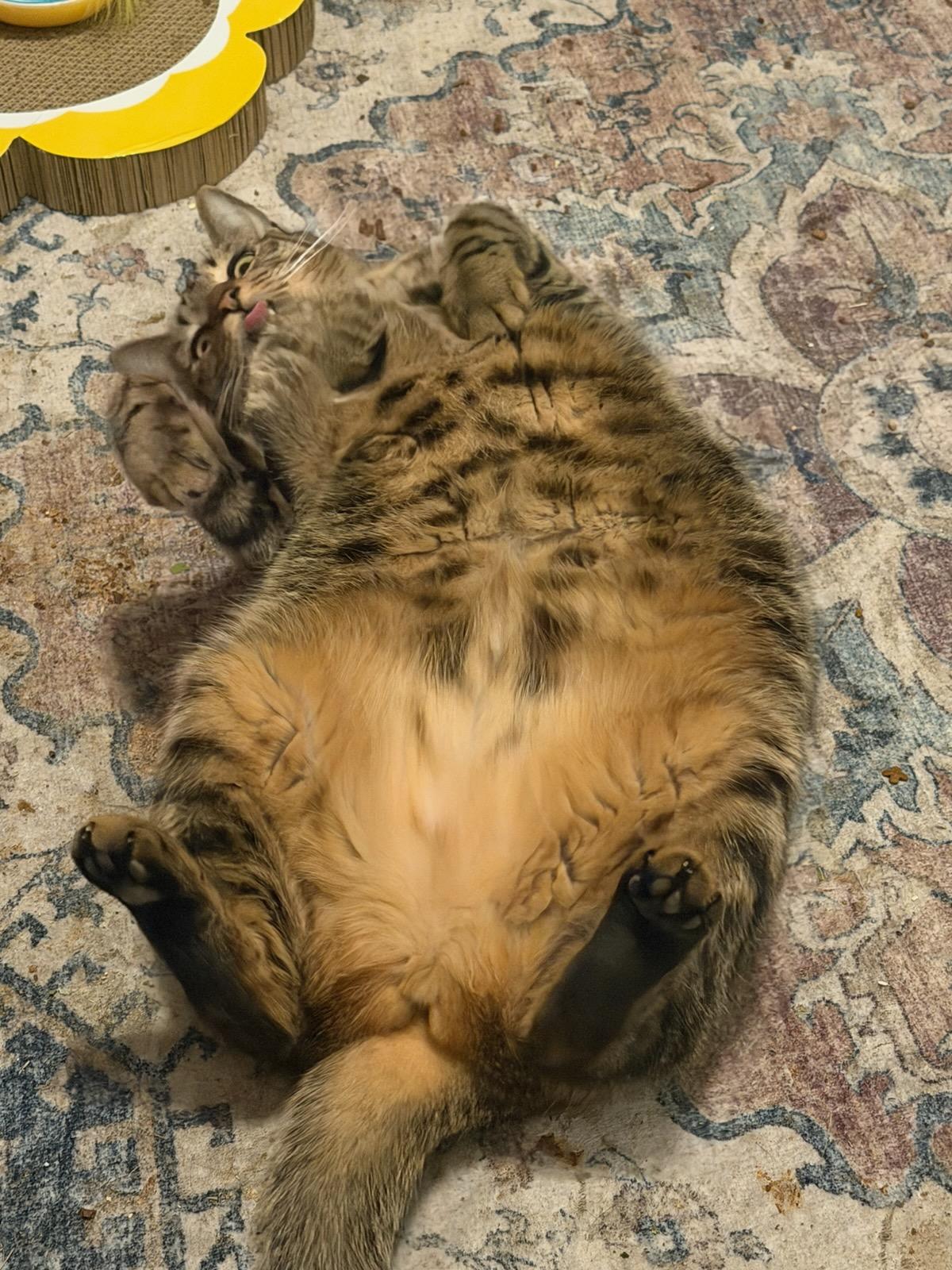 Phoebe, a Adoptable Domestic Short Hair in Jacksonville, FL image 2/6