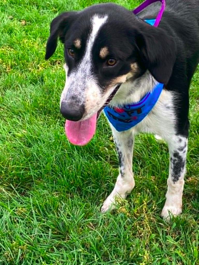 Splash $450, Adoptable, Adult Male Bluetick Coonhound & Cattle Dog.