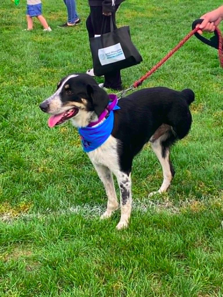 Enlarge Splash $450, a Adoptable mixed breed in Milwaukee, WI image 2/5