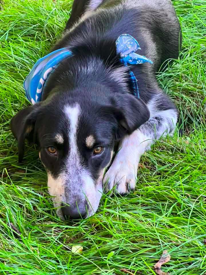 Enlarge Splash $450, a Adoptable mixed breed in Milwaukee, WI image 3/5