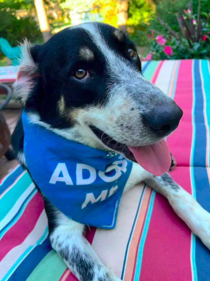 Enlarge Splash $450, a Adoptable mixed breed in Milwaukee, WI image 4/5