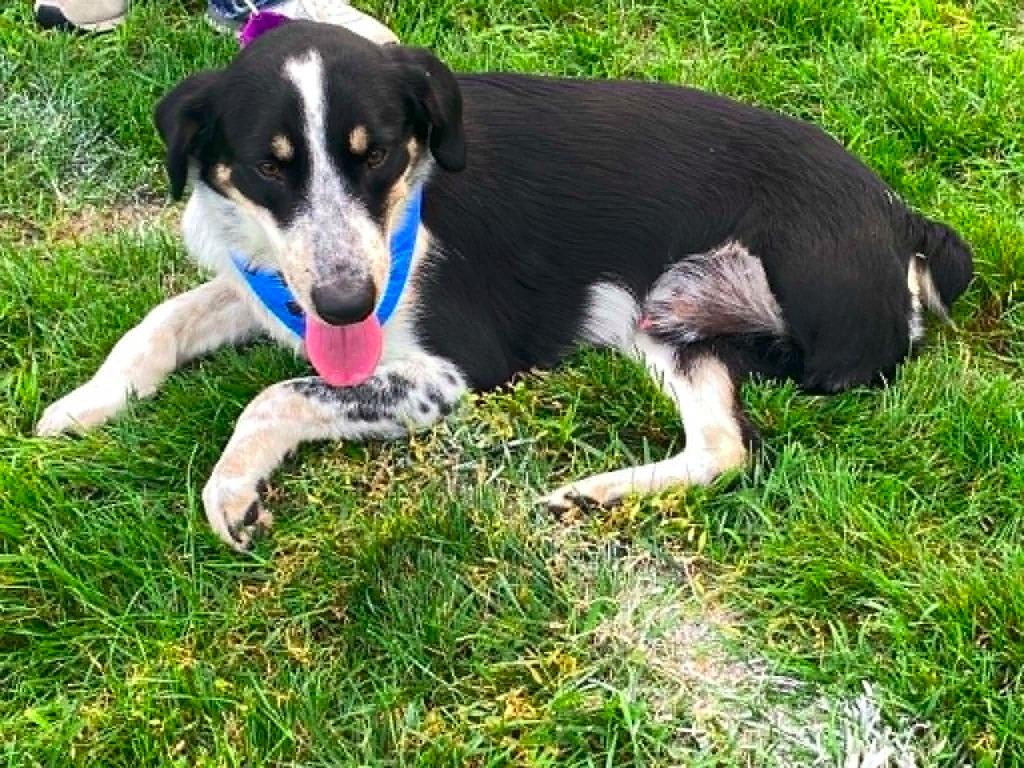 Enlarge Splash $450, a Adoptable mixed breed in Milwaukee, WI image 5/5