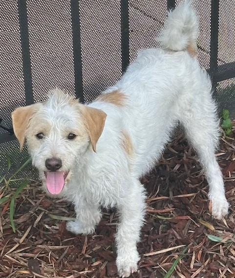 Enlarge CHARLIE, a ADOPTABLE mixed breed in Bell Gardens, CA image 3/6