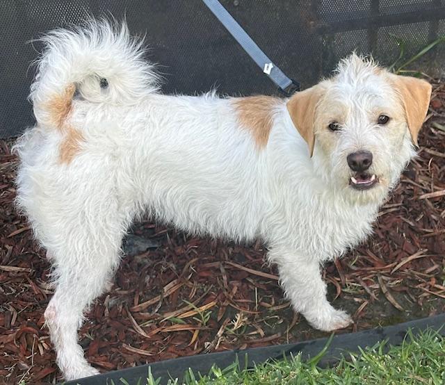 Enlarge CHARLIE, a ADOPTABLE mixed breed in Bell Gardens, CA image 6/6