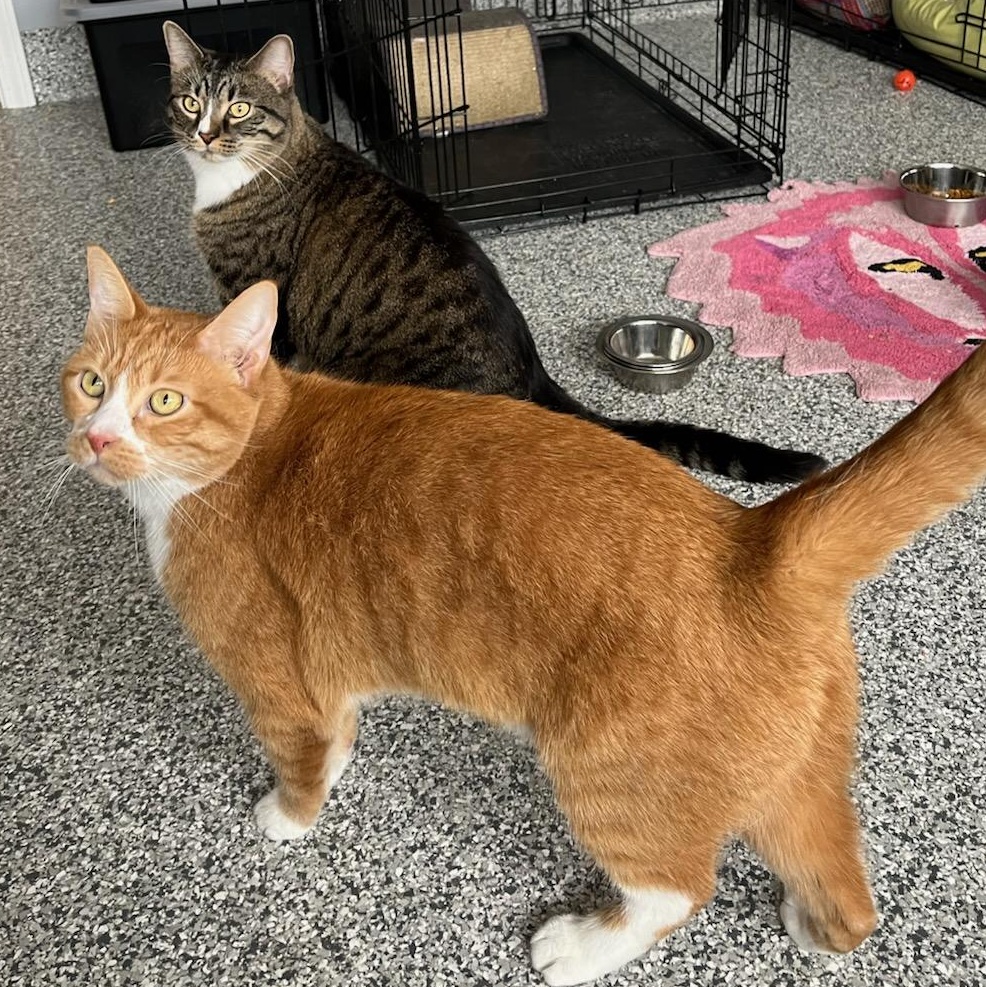 Leo and Simba, ADOPTABLE, Adult Male Domestic Short Hair.