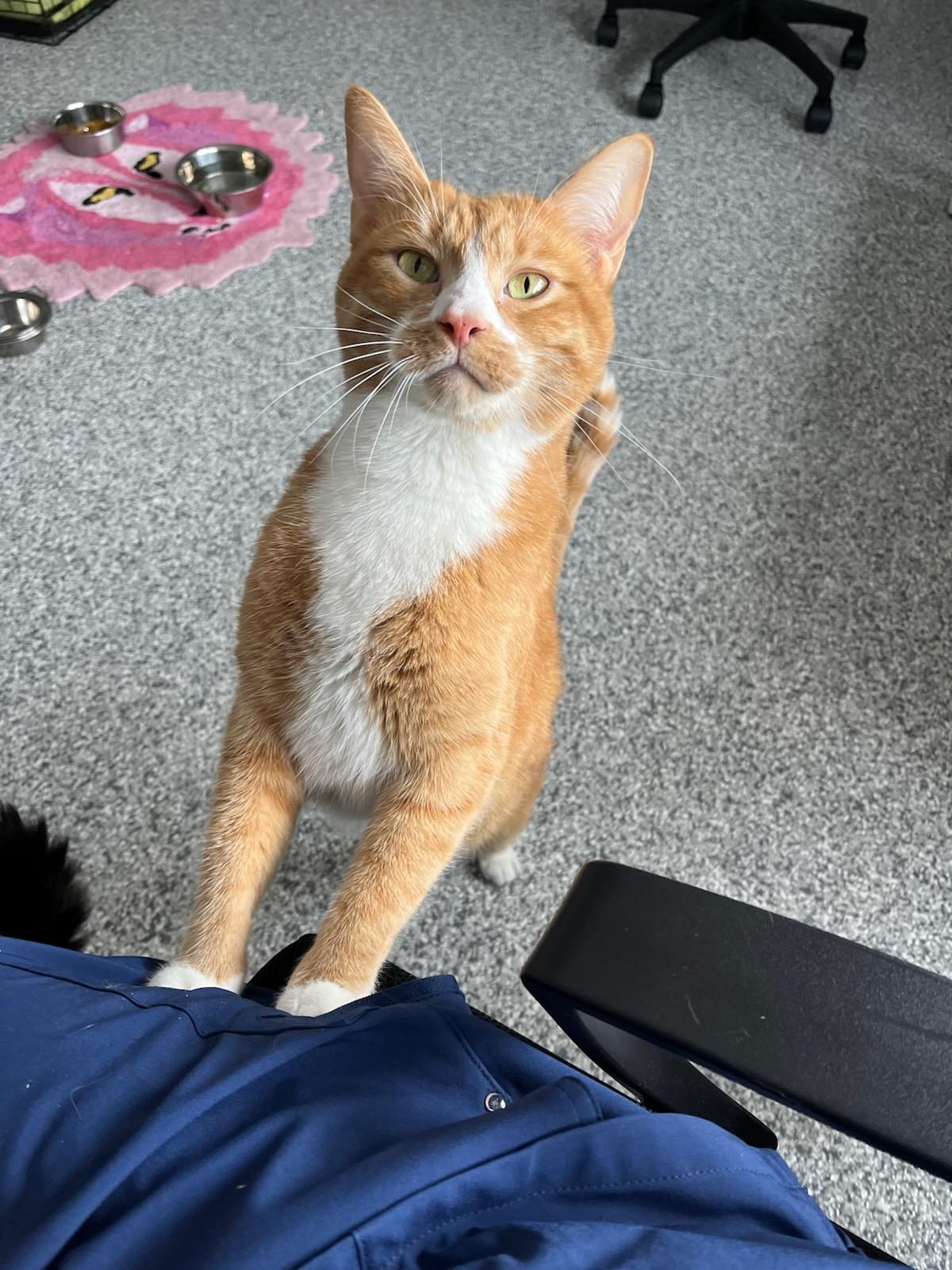 Enlarge Leo and Simba, a ADOPTABLE Domestic Short Hair in Blaine, MN image 3/3