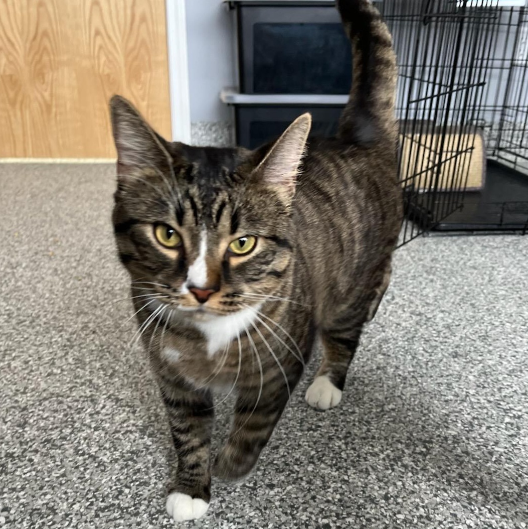 Enlarge Leo and Simba, a ADOPTABLE Domestic Short Hair in Blaine, MN image 2/3