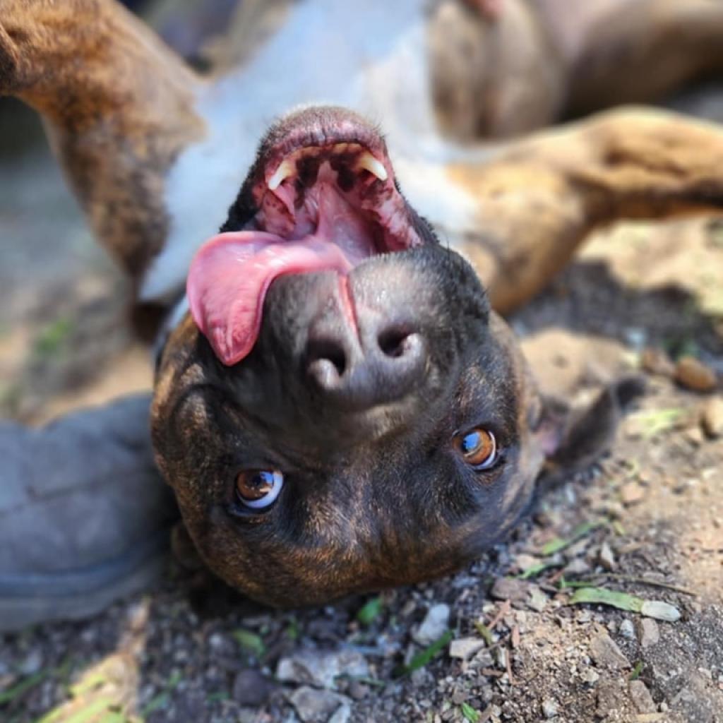 Sasha, Adoptable, Adult Female Boxer & American Staffordshire Terrier.