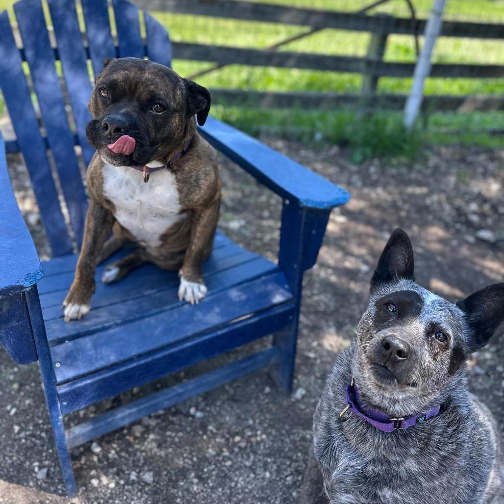 Enlarge Sasha, a Adoptable mixed breed in Lompoc, CA image 2/6