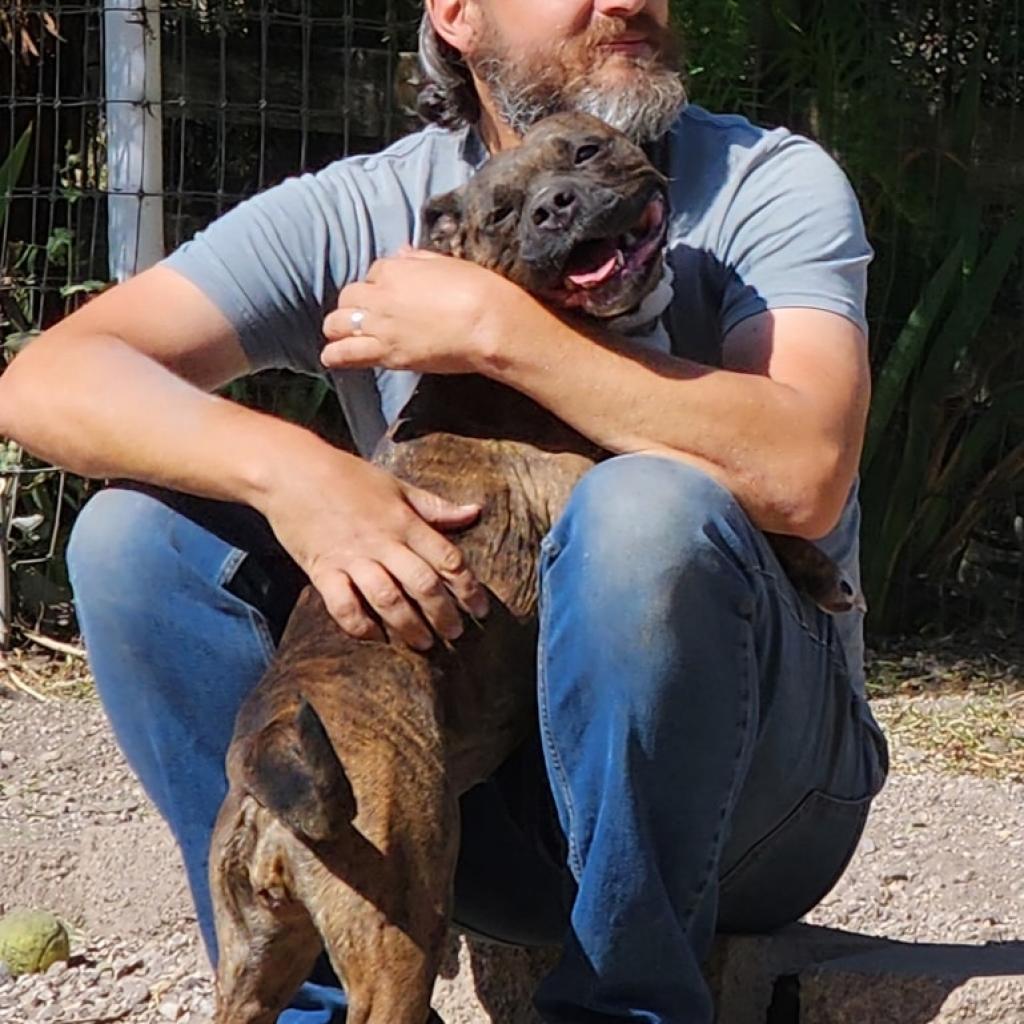 Enlarge Sasha, a Adoptable mixed breed in Lompoc, CA image 3/6