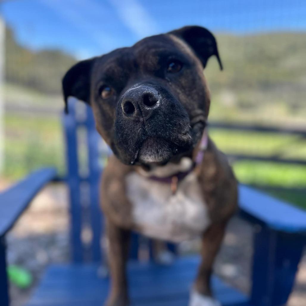 Enlarge Sasha, a Adoptable mixed breed in Lompoc, CA image 6/6