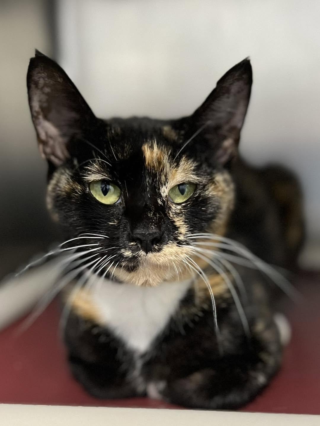 Enlarge Nebula, a Adoptable Calico in Calhoun, KY image 2/4