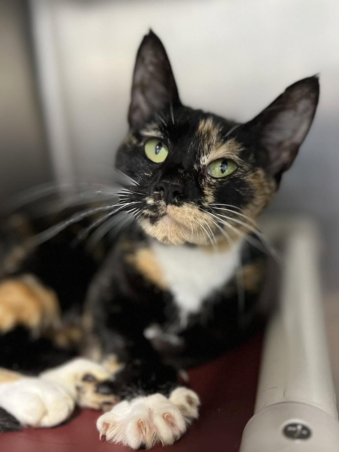 Enlarge Nebula, a Adoptable Calico in Calhoun, KY image 1/4