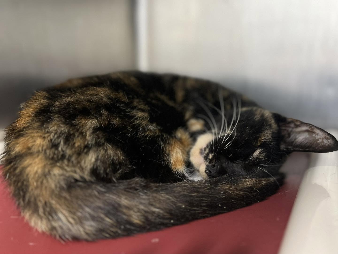 Enlarge Nebula, a Adoptable Calico in Calhoun, KY image 4/4