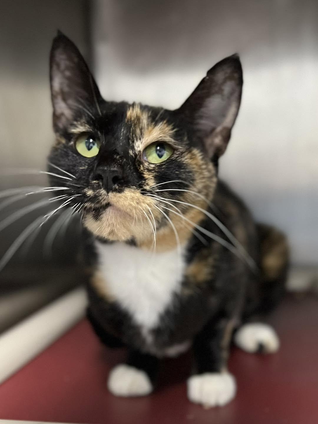 Enlarge Nebula, a Adoptable Calico in Calhoun, KY image 3/4