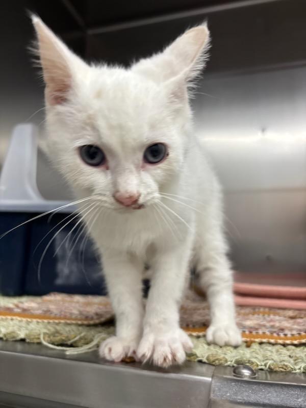 Enlarge Perry, a Adoptable mixed breed in Medford, WI image 1/1