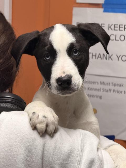 Enlarge Arnold, a ADOPTABLE mixed breed in Sparta, NJ image 1/4