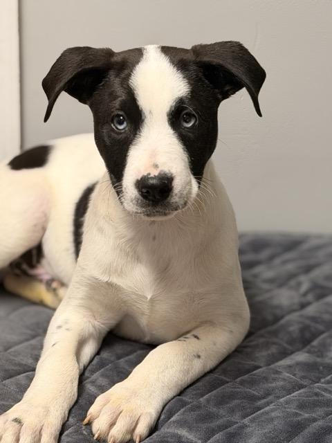 Enlarge Arnold, a ADOPTABLE mixed breed in Sparta, NJ image 2/4