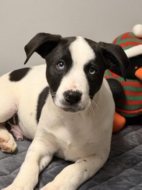 Enlarge Arnold, a ADOPTABLE mixed breed in Sparta, NJ image 4/4