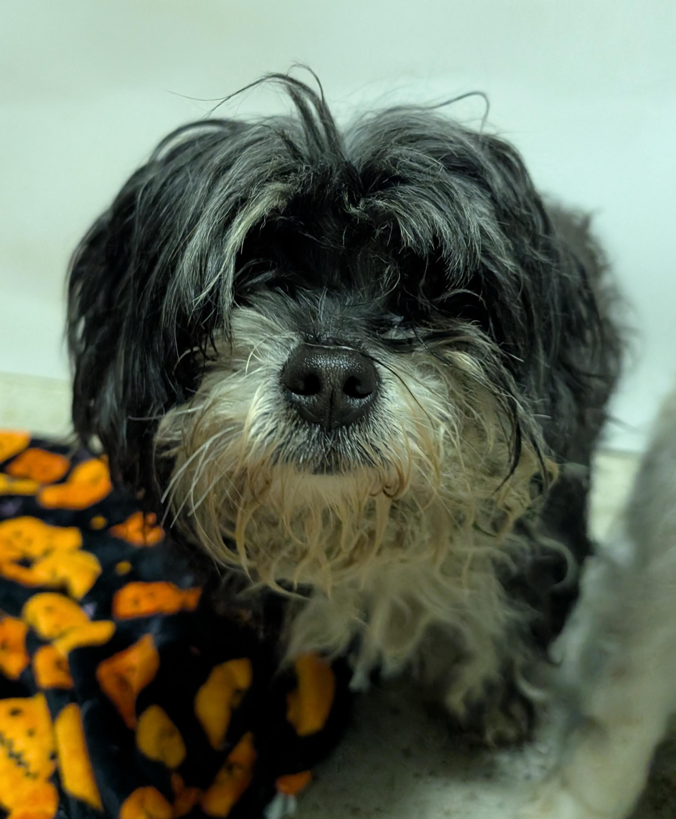 Enlarge Xander, a ADOPTABLE Shih Tzu in Thousand Oaks, CA image 1/1