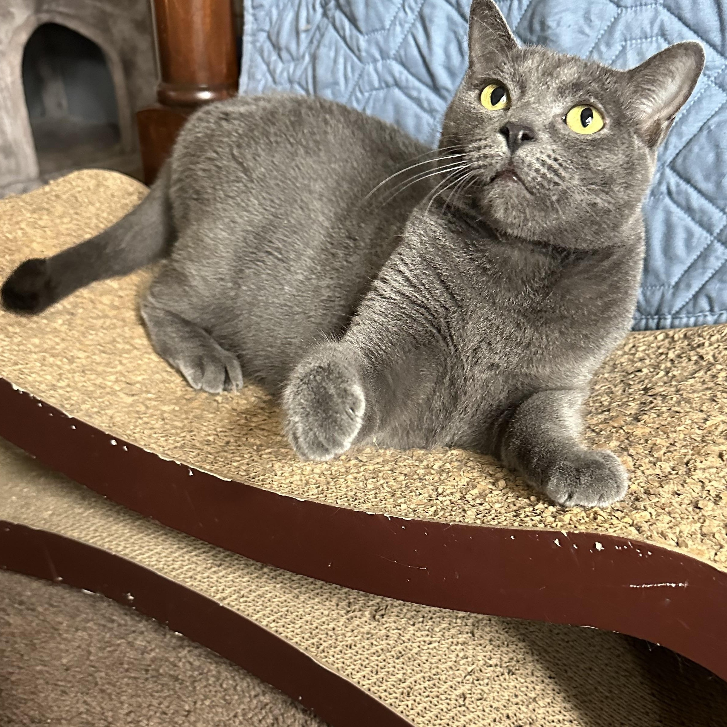 Lover girl Russian Blue Cat