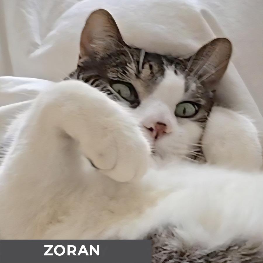 Enlarge Zoran, an adoptable Domestic Short Hair in Etobicoke, ON image 2/6