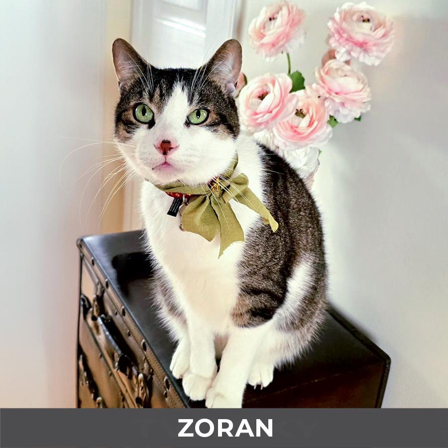 Enlarge Zoran, an adoptable Domestic Short Hair in Etobicoke, ON image 1/6