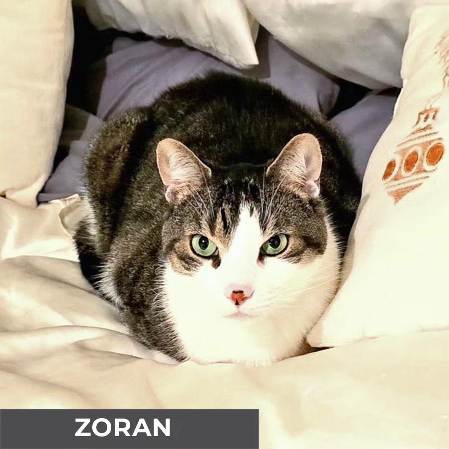 Enlarge Zoran, an adoptable Domestic Short Hair in Etobicoke, ON image 4/6