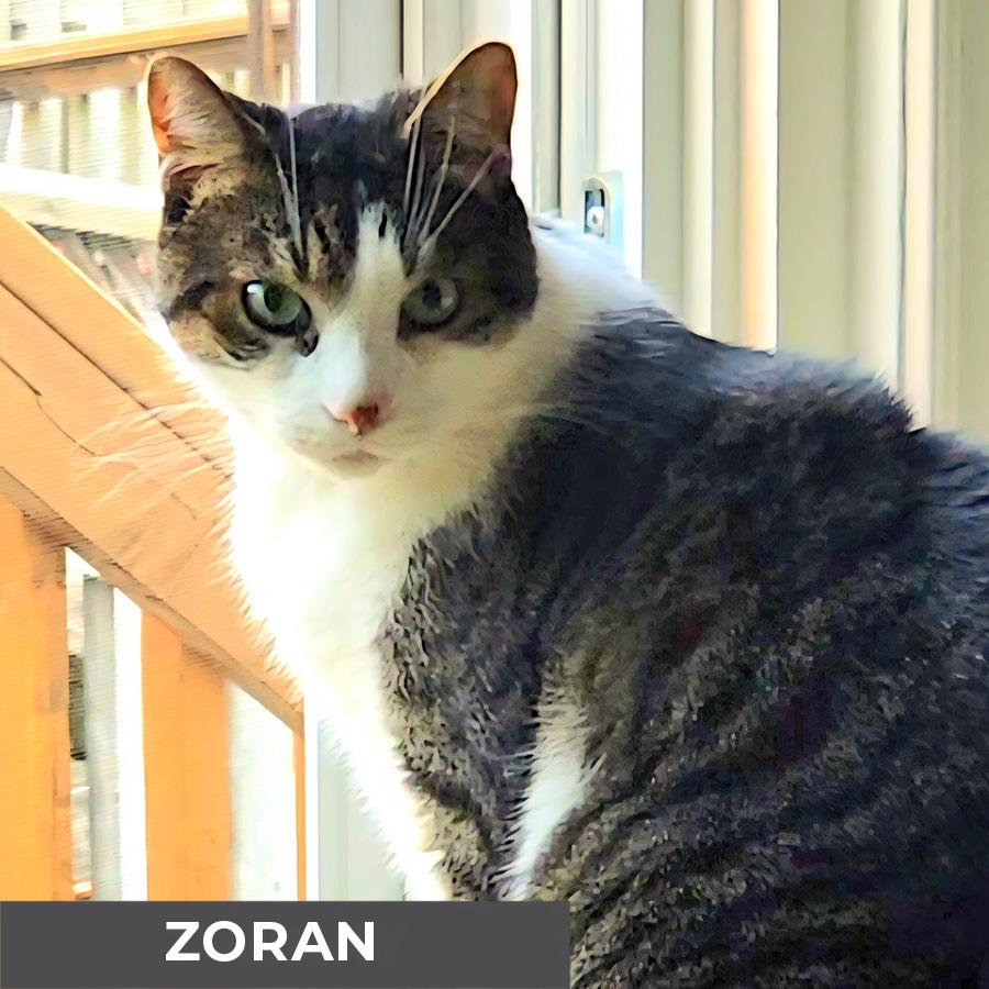 Enlarge Zoran, an adoptable Domestic Short Hair in Etobicoke, ON image 5/6