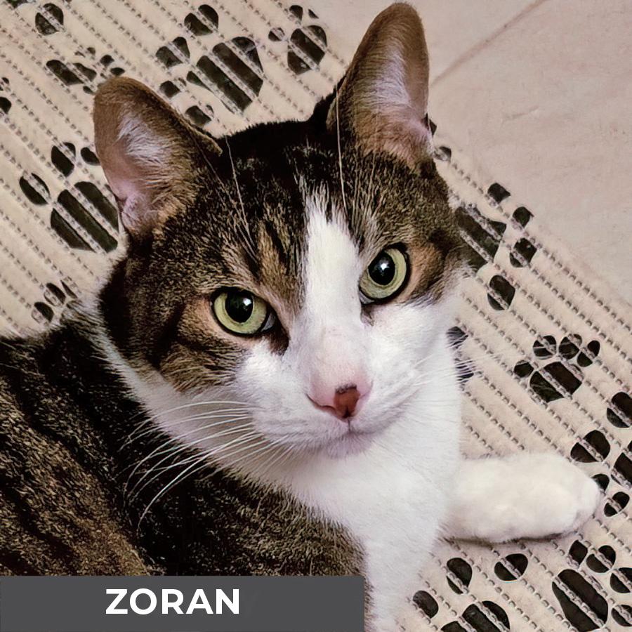 Zoran, adoptable, Adult Male Domestic Short Hair.