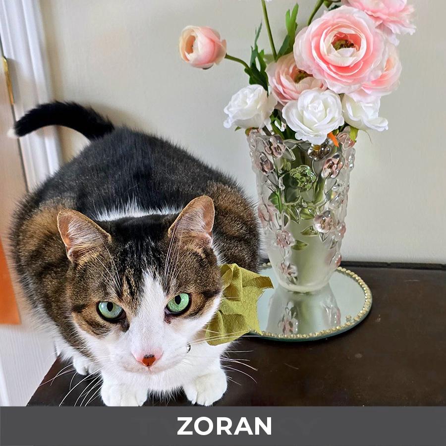Enlarge Zoran, an adoptable Domestic Short Hair in Etobicoke, ON image 6/6