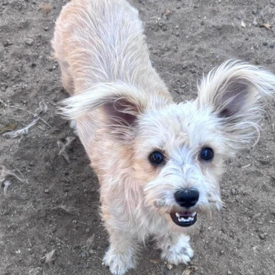 Enlarge Nina , a ADOPTABLE mixed breed in Seal Beach, CA image 2/3