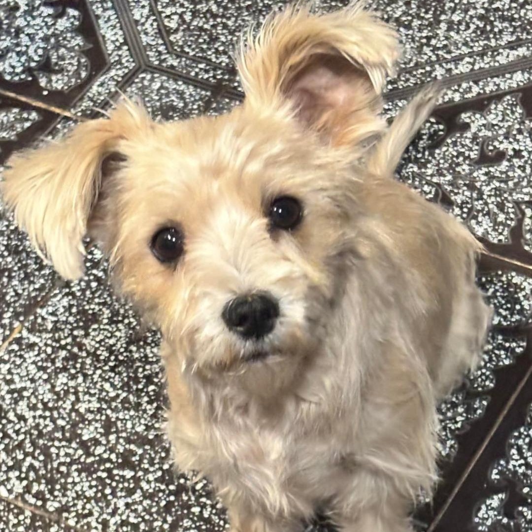 Enlarge Nina , a ADOPTABLE mixed breed in Seal Beach, CA image 1/3