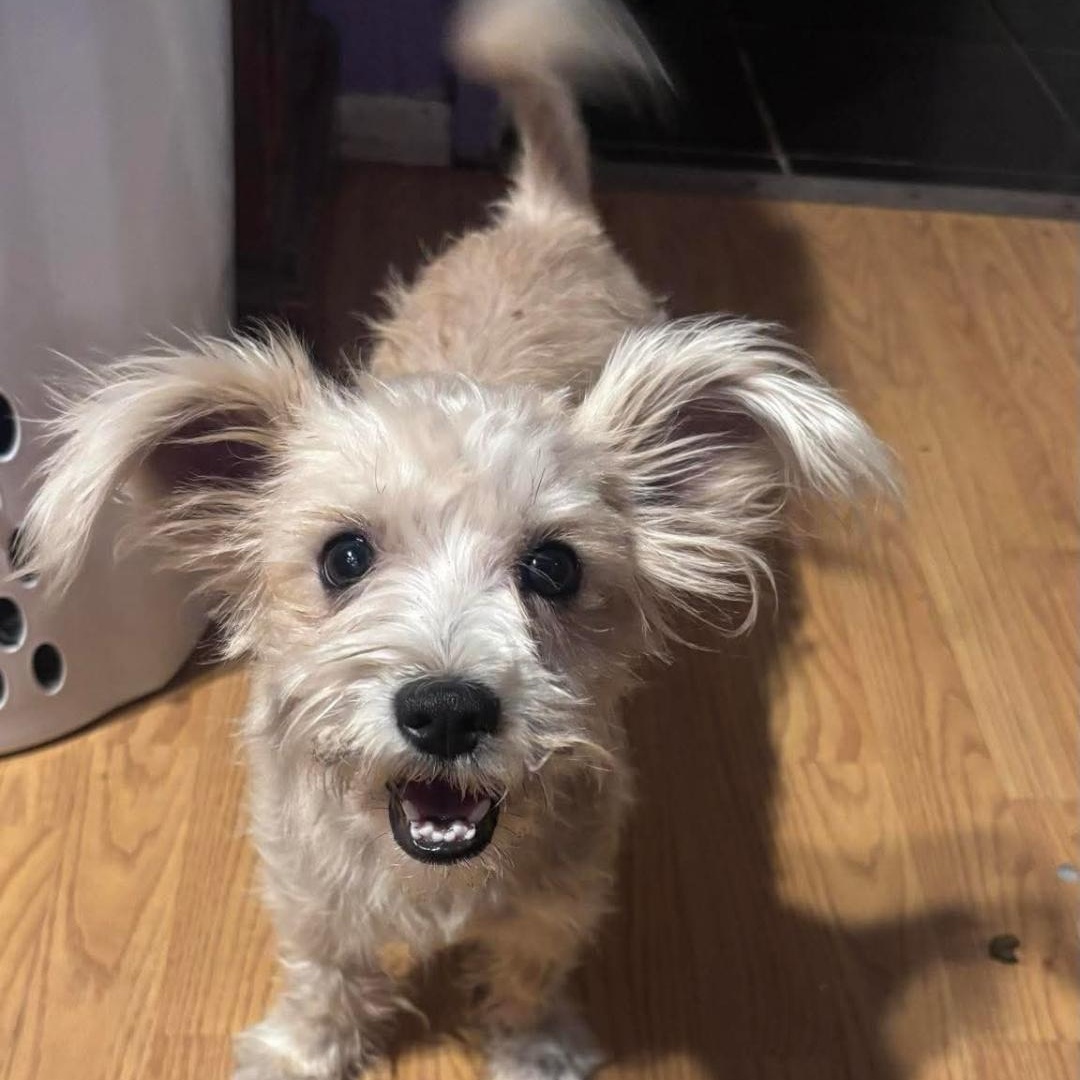 Enlarge Nina , a ADOPTABLE mixed breed in Seal Beach, CA image 3/3